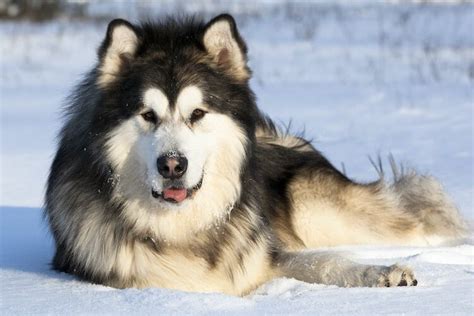 Everything about the Alaskan Malamute dog br