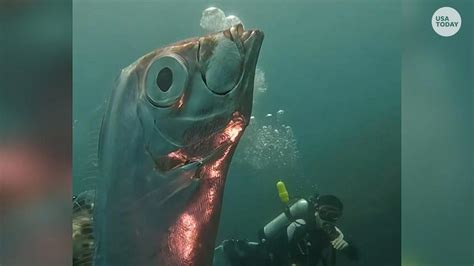Giant oarfish taiwan. Off Taiwan's coast, divers found a "Doomsday fish" — a giant Herring king associated with earthquake predictions. Its size and shape resembling a sea serpent, ... Because of its long, slithering shape, many experts believe the giant oarfish is responsible for “sea-monster” sightings throughout history. In reality, though, it’s harmless — both as … 