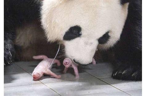 Giant panda gives birth to squirming, squealing twins at South Korean theme park
