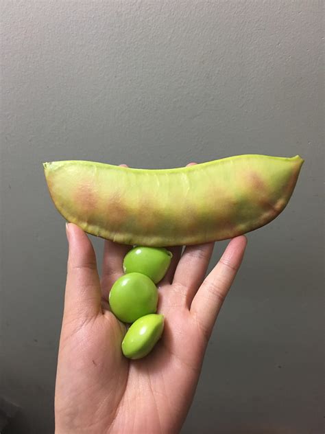 Giant peapod. Things To Know About Giant peapod. 