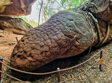 Giant petrified snake discovered in rare cave in Thailand