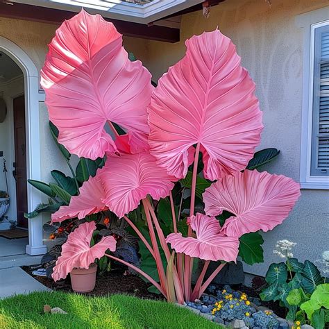 Giant pink pussy. .  ...