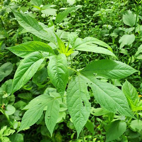 Giant ragweed - Weeds