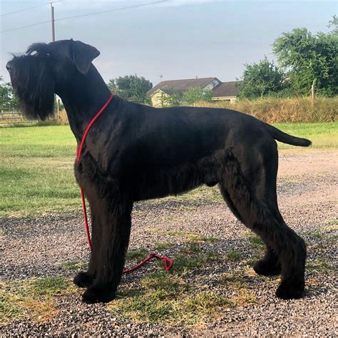 Giant schnauzer for sale texas. With over 20 years of experience with Dobermans, Ashley Allstun has a deep love and understanding for the breed. Establishing Elitehaus in 2013, she set out to create the "Total Doberman". Placing extreme value on each quality, and not just cherry picking one or two, she has combined superior conformation, temperament, working ability, and ... 