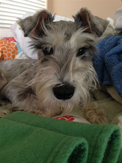 Texas Schnauzer Rescue. ... She is a gorgeous 4 year old G