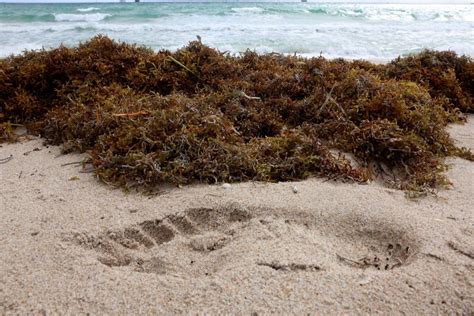 Giant seaweed bloom's beaching begins, expected to worsen