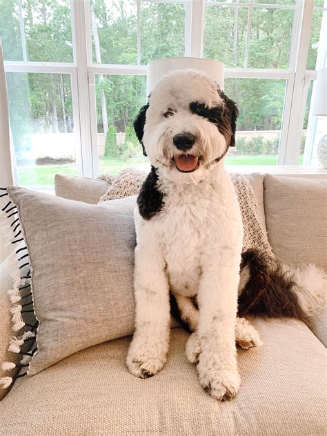 Giant sheepadoodle. Otis, a 1-year-old sheepadoodle, wants you to know what’s yours is his. Other times, his focus is on cooling off or cleaning up the kitchen.Aug. 31, 2017. 