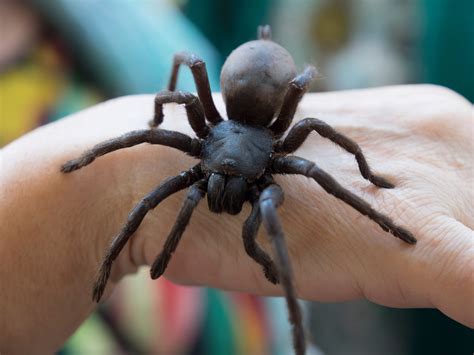 Giant spider. Nov 7, 2023 · Jorō spiders are brightly colored, as big as your hand, travel by a method known as ballooning — and, according to a recent study, they will soon be all over the eastern United States.But don't ... 