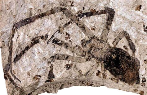 Giant spider fossil. One big spider fossil. One giant leap for the evolutionary history of arachnids. The study is published in the Zoological Journal of the Linnean Society. [H/T: … 