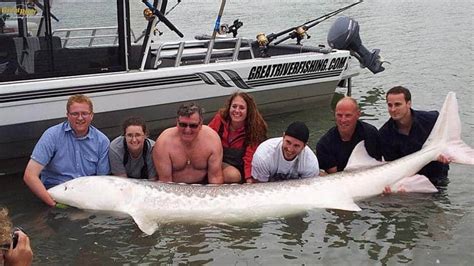 Giant sturgeon. CNN — Scientists were in for a shock when they encountered a “real life river monster” – a giant fish believed to be more than 100 years old. Staff from the Alpena … 