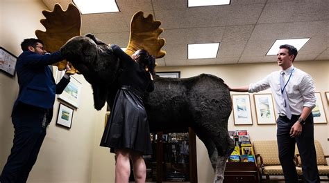 Giant taxidermied moose draws stares in Capitol complex