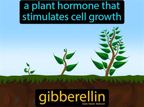 Giberellin hormonu nedir