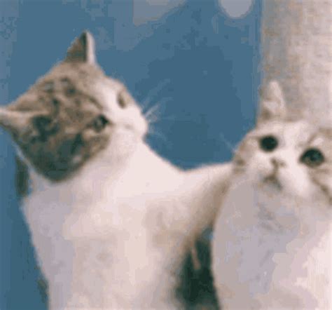 Gif cats kissing. Things To Know About Gif cats kissing. 