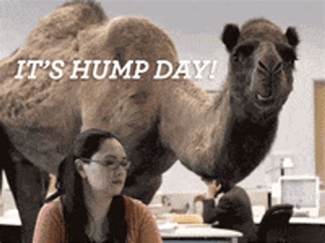 Gif hump day camel. DOWNLOAD Hump Day Camel GIF Hump Day Camel The term alludes to the fact that Wednesday is the middle of the work week, meaning that one has made it “over the hump” towards the weekend. 