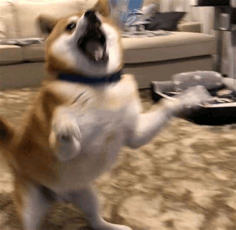 Explore and share the best Funny-dog GIFs and most popular animated GIFs here on GIPHY. Find Funny GIFs, Cute GIFs, Reaction GIFs and more. 