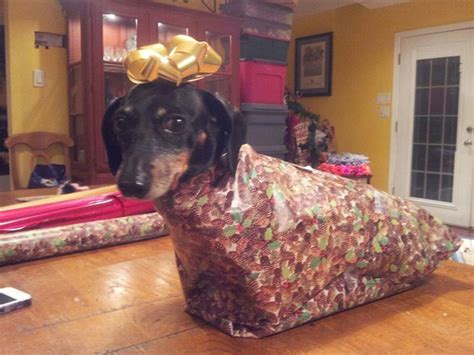Gift Wrapped Dog