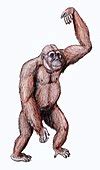 Gigantopithecus Vikipedi.