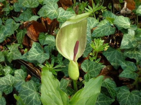 Gigaro Calla Selvatica Arum italicum - Casa e Giardino