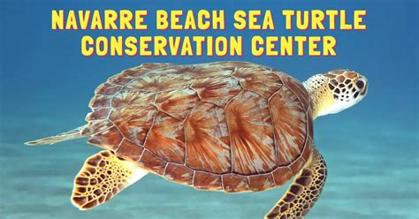 Gigi visit! - Navarre Beach Sea Turtle Conservation Center