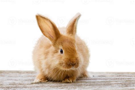 Ginger Bunny Onlyfans Leak