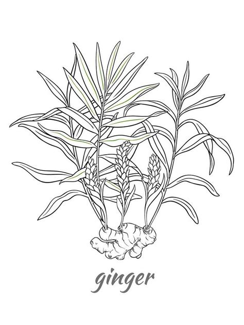 Ginger Coloring