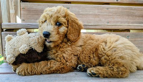 Ginger Goldendoodle Puppy