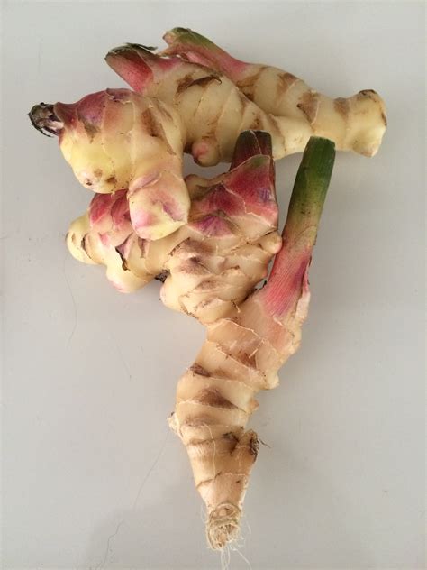 Ginger Root That Looks Like
