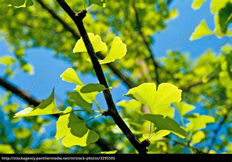 Ginkgo Biloba Pictures, Images and Stock Photos