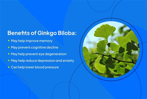 Ginkgo biloba vitamin.
