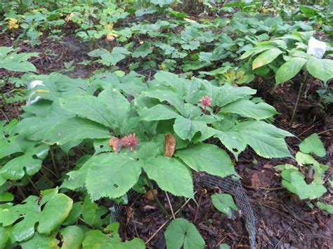 Ginseng Root for Planting - Etsy