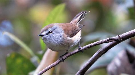 Gippsland — Birding Victoria