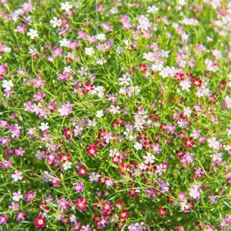 Gipskruid verzorging tips