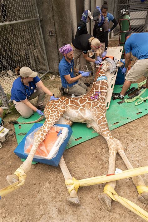Giraffe ‘Turtle’ bounces back after successful surgery at Zoo Miami