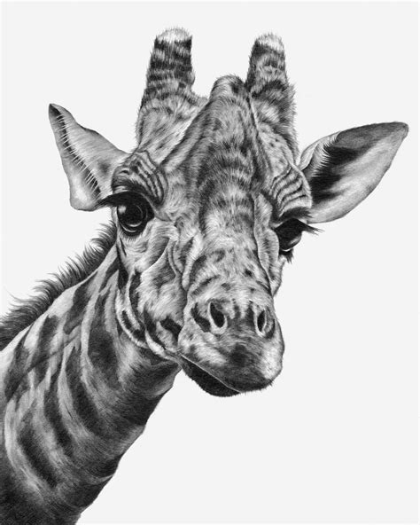 Giraffe Drawing Realistic