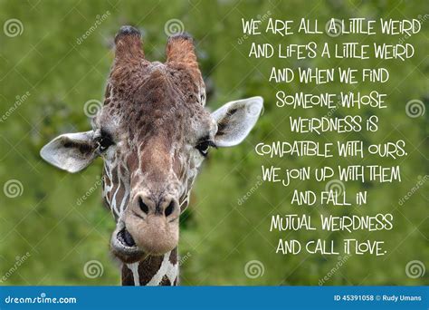 Giraffe Quotes Pictures, Images and Stock Photos