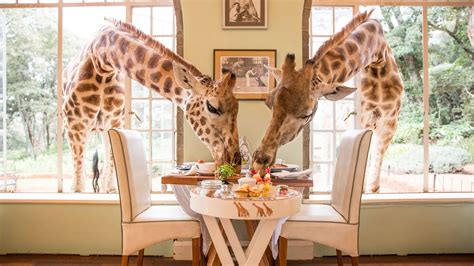 Giraffe hotel texas. We found hotels from Tanzania to Texas with experiences featuring elephants, eagles and everything in between. Giraffe Manor , Nairobi At this 12-room, ivy-covered manor surrounded by forest, the ... 