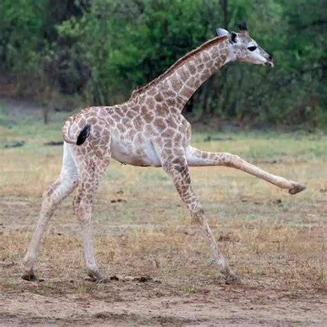 Giraffe kick force.  If a giraffe is attacked, it can flee, running at sp...