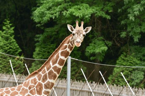 Giraffe named ‘Willow’ dies at Maryland Zoo after short illness