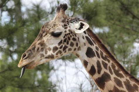 Giraffe named Twiga, who was among the oldest cared for by humans, died at age 31 at East Texas zoo