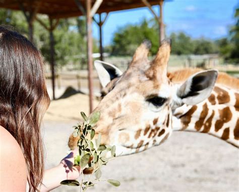 Giraffe ranch. Feed a Giraffe. At the Central Florida Zoo, you can get up close with our giraffes. You’ll be awed by their size as they reach down to you and stretch their 18 to 20-inch long tongue to munch on a delicious treat right out of your hand! 