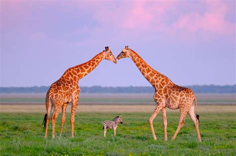 Giraffes