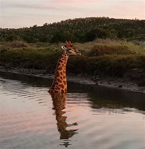 Giraffes can. 