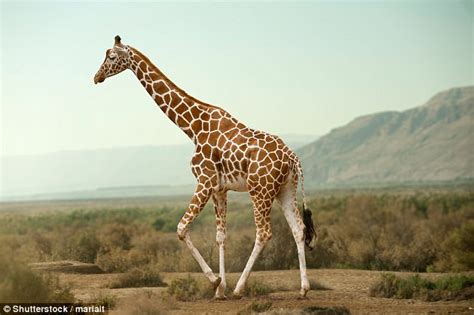 Giraffes evolved long necks to regulate body temperature