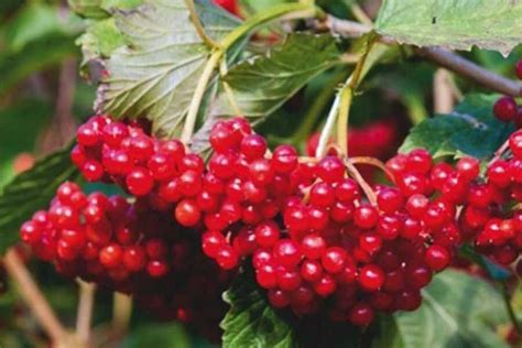 Girebolu Halı ve Koltuk Yıkama