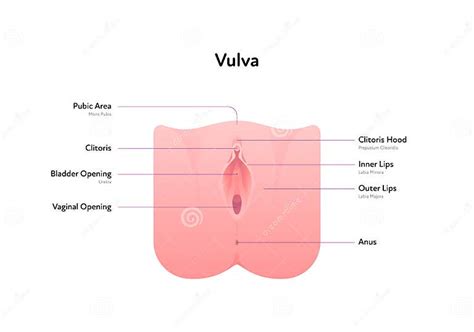 Girl orgasm fingering.  Understanding Vulva AnatomyBefore diving into ...
