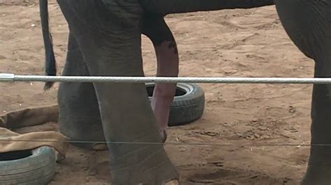 Girls fucking elephant dicks.  Elephants are scattered CUS-2099 Elephant Media cos S...