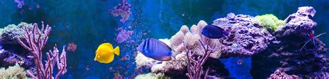 Find 4 listings related to Gittler S Aquarium Aviary in Seminole on YP.com. See reviews, photos, directions, phone numbers and more for Gittler S Aquarium Aviary locations in Seminole, PA.. 