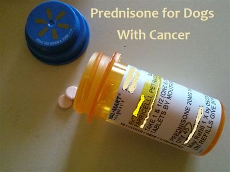 Give Dog Cbd And Prednisone For Lymphoma