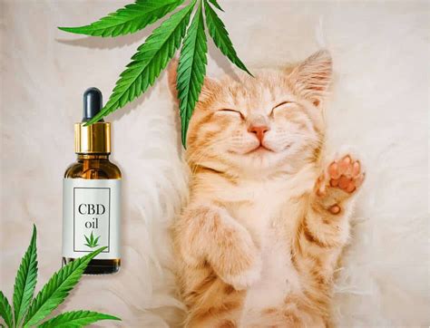Giving Cats Cbd For Anxiety