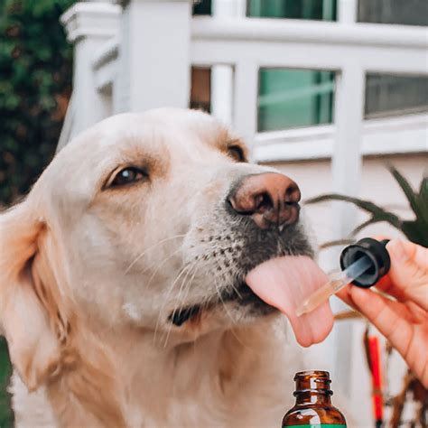 Giving Dog Cbd Oil While On Cemo